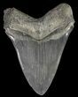 Serrated, Fossil Megalodon Tooth - Huge Tooth! #69252-2
